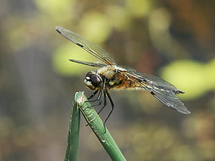 dragonfly on green stem HD wallpaper